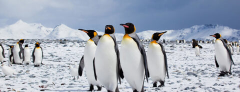 A small group of penguins in Antarctica