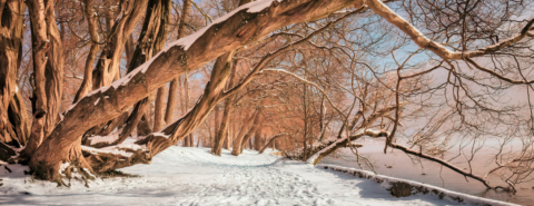 Image of a forest pathway covered in snow