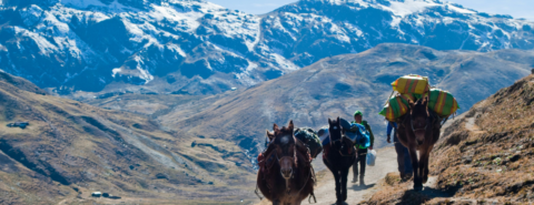 people riding horses on brown field during daytime