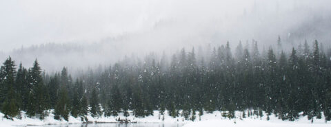 snow field and green pine trees during daytime