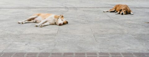 two dogs lying down