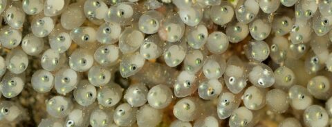Fish eggs